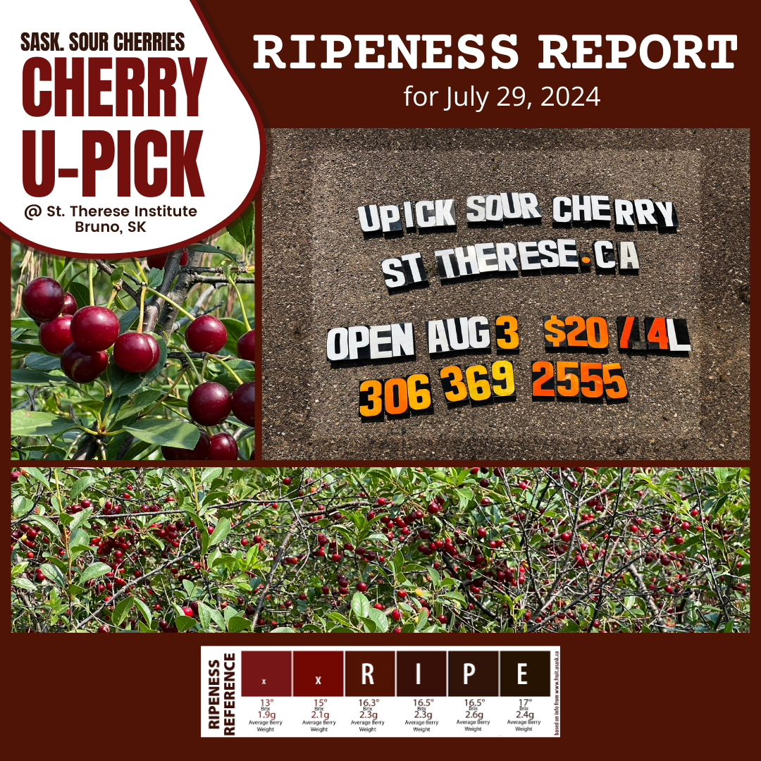 Sour Cherry U-pick update - Orchard opens Aug 3 2024