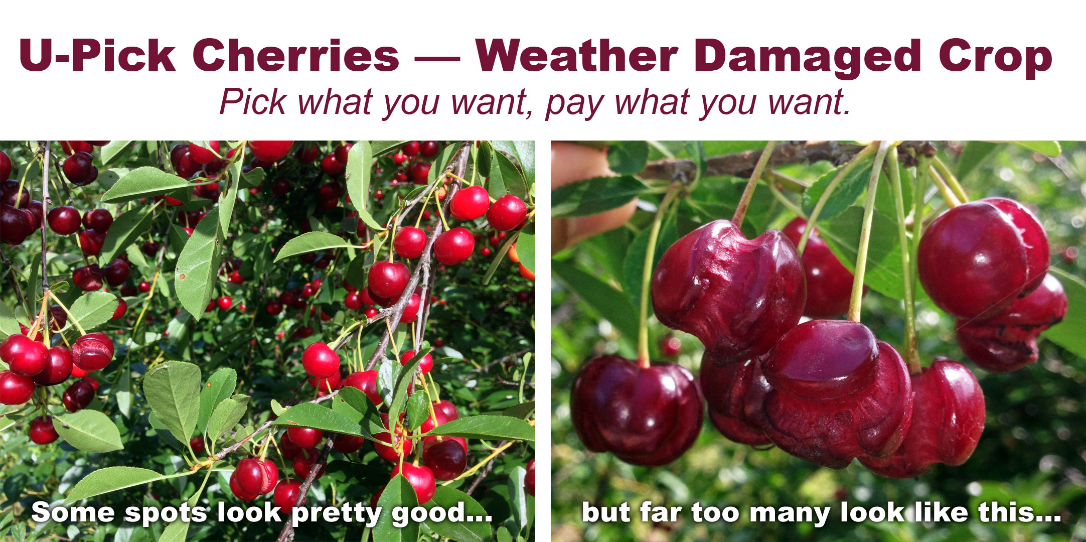 U-Pick Cherries — Weather Damaged Crop // Pick what you want, pay what you want.