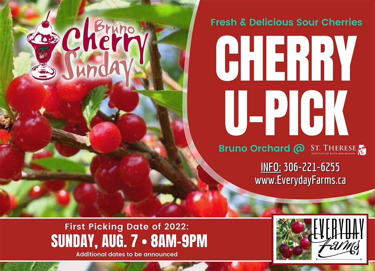 Cherry U-Pick Opens August 7, 2022
