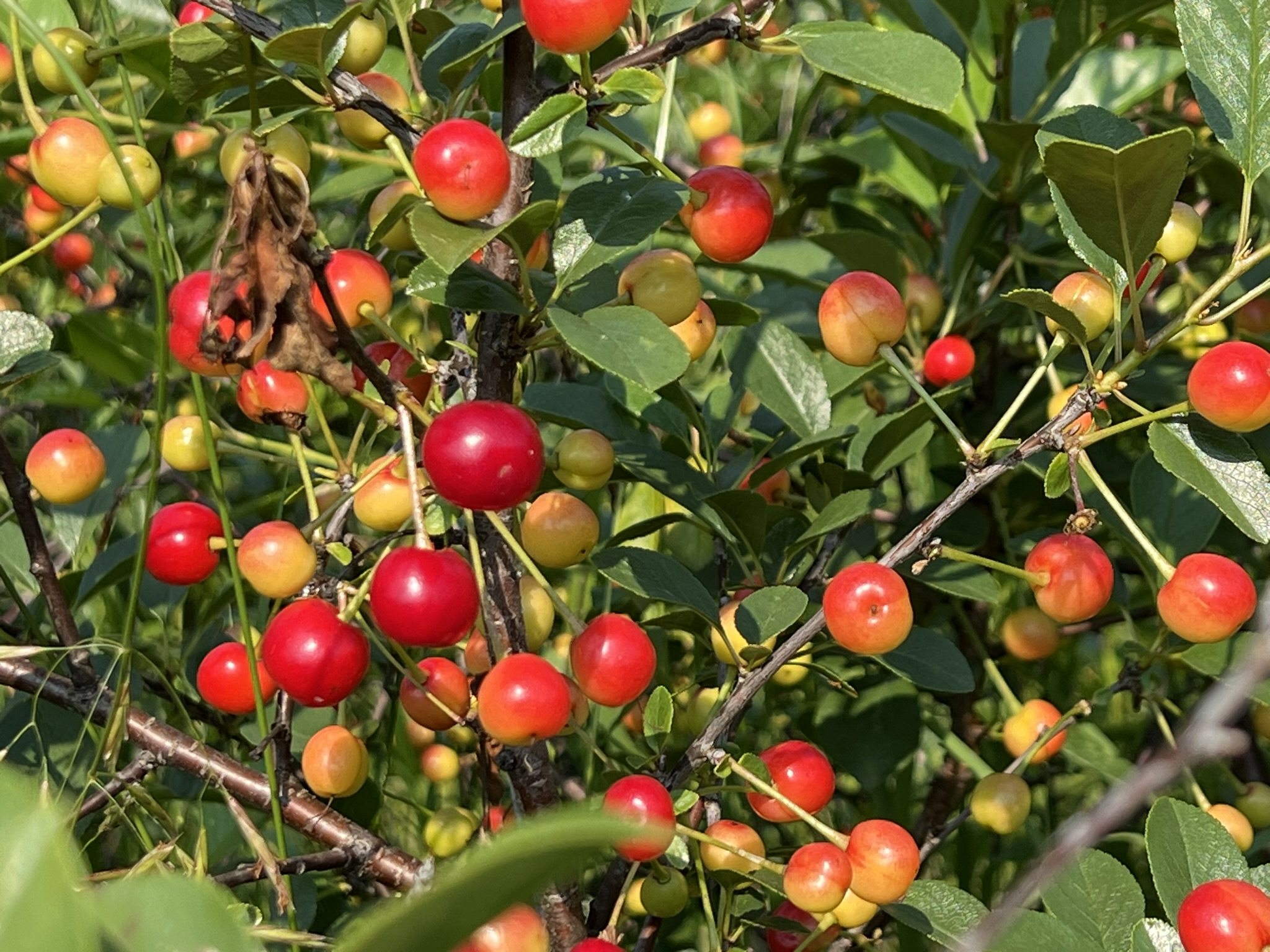 Sour Cherries in the orchard, July 18, 2024